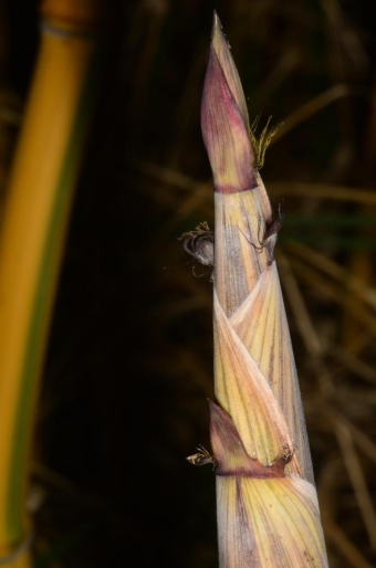 Phyllostachys aureosulcata