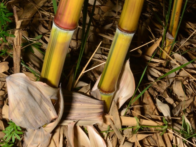 Phyllostachys aureosulcata