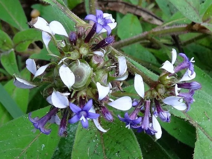 PHYLLOPENTAS AUSTROORIENTALIS (Homolle et Verdc.) Kårehed et B. Bremer