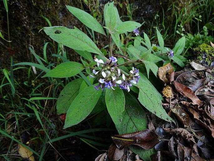 Phyllopentas austroorientalis