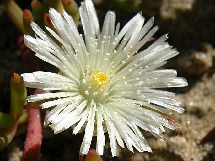 PHYLLOBOLUS CANALICULATUS (Haw.) Bittrich