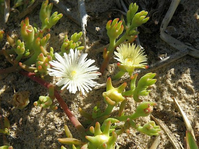 Mesembryanthemum canaliculatum