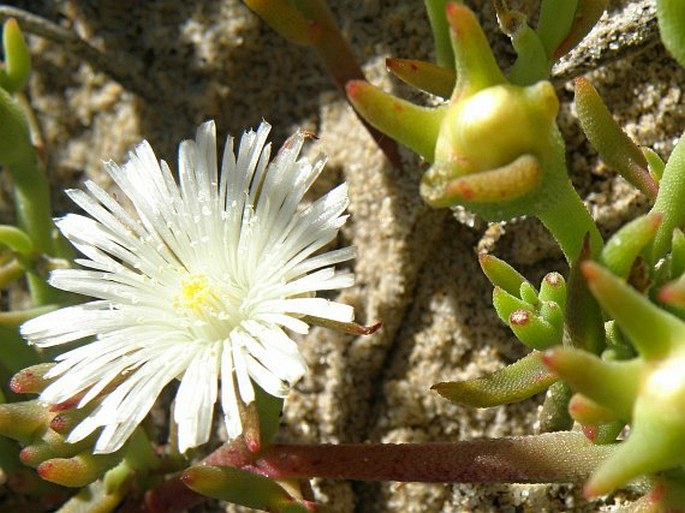 Phyllobolus canaliculatus