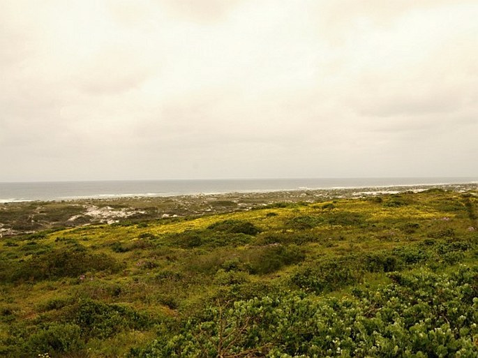 Phyllopodium cephalophorum