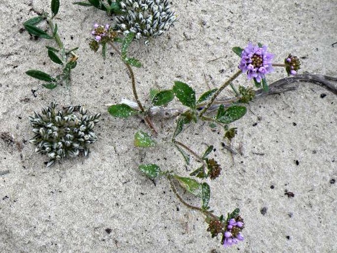 Phyllopodium cephalophorum