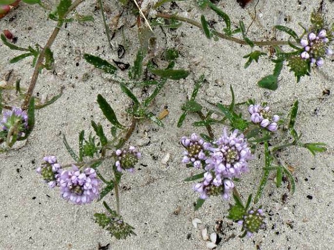 Phyllopodium cephalophorum