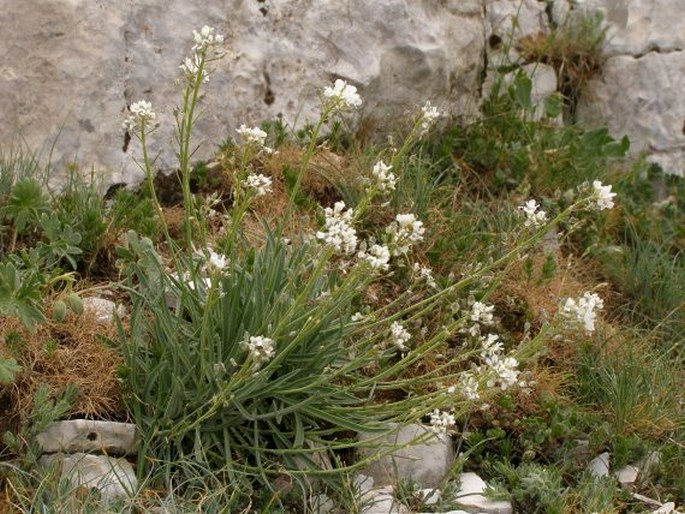 PHYLLOLEPIDUM CYCLOCARPUM (Boiss.) L. Cecchi