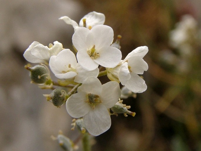 Phyllolepidum cyclocarpum