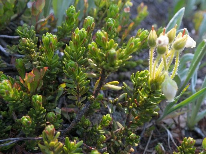 Phyllodoce glanduliflora