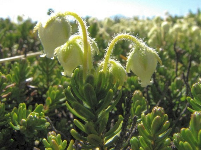 Phyllodoce glanduliflora