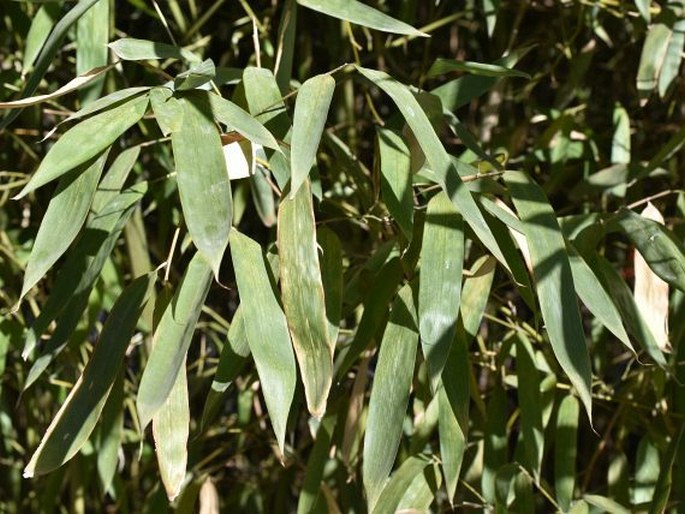 PHYLLOSTACHYS PROPINQUA McClure