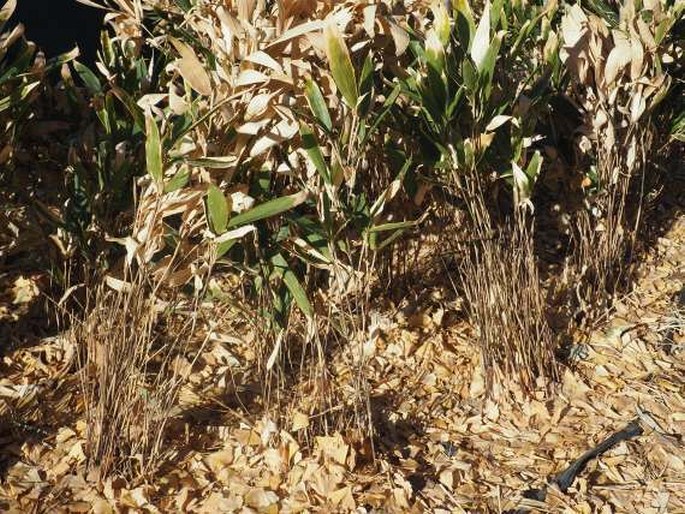 Phyllostachys propinqua