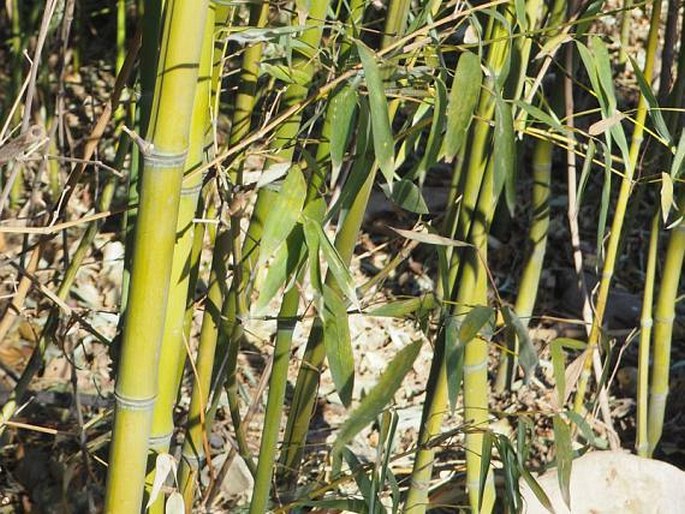 Phyllostachys propinqua