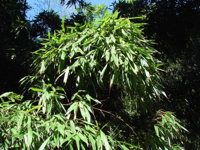 PHYLLOSTACHYS VIRIDIGLAUCESCENS (Carrière) Rivière et C. Rivière