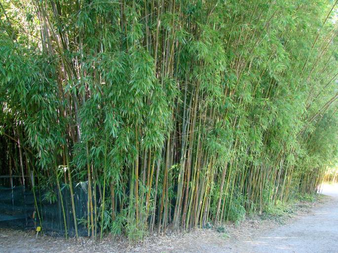 Phyllostachys viridiglaucescens