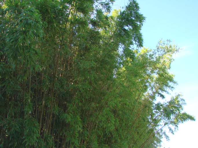 Phyllostachys viridiglaucescens