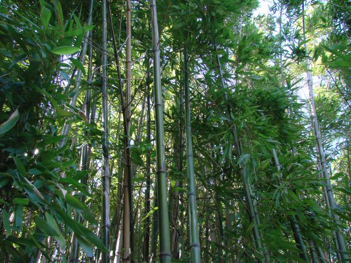 Phyllostachys viridiglaucescens