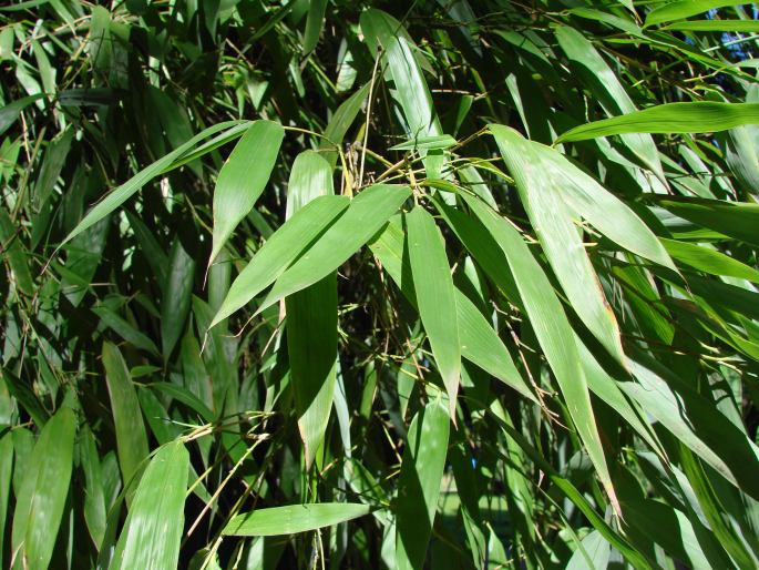 Phyllostachys viridiglaucescens