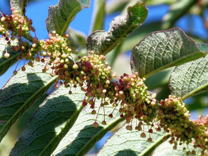 PHYLLANTHUS SALVIIFOLIUS Kunth