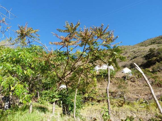 Phyllanthus salviifolius