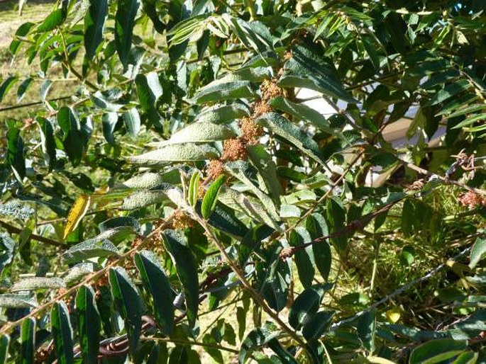 Phyllanthus salviifolius