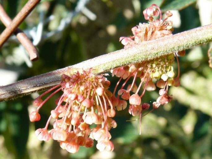 Phyllanthus salviifolius