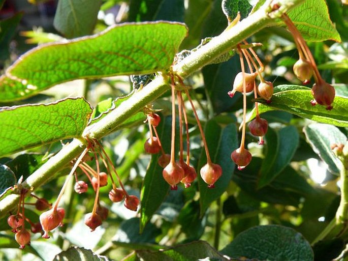 Phyllanthus salviifolius