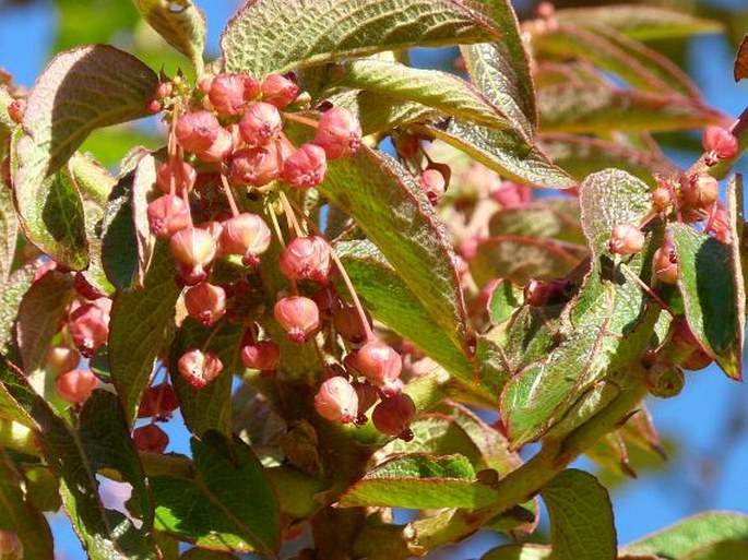 Phyllanthus salviifolius