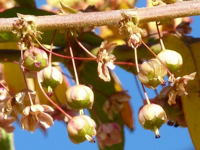 Phyllanthus salviifolius