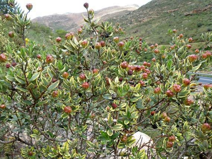 PHYLICA OLEAEFOLIA Vent.