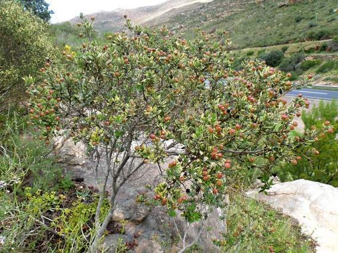 Phylica oleaefolia