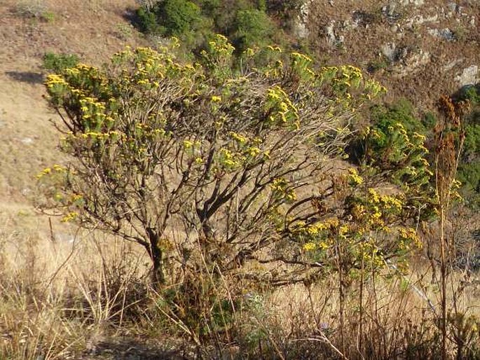 Phymaspermum athanasioides