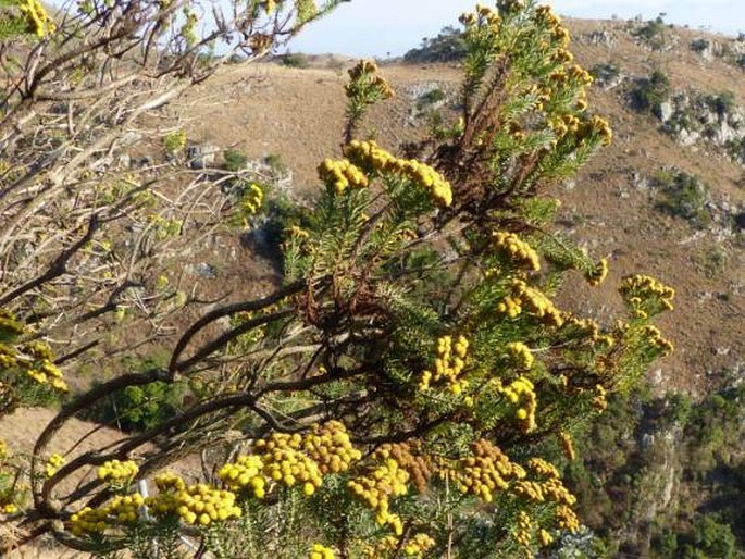 Phymaspermum athanasioides