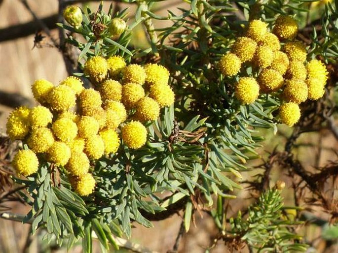 Phymaspermum athanasioides