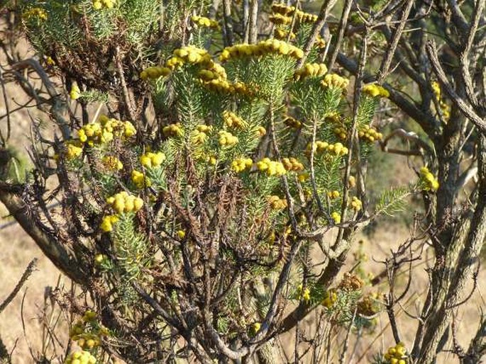 Phymaspermum athanasioides