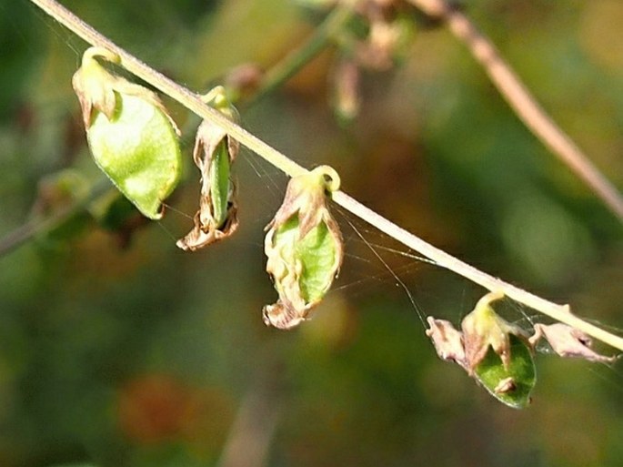 Rhynchosia minima