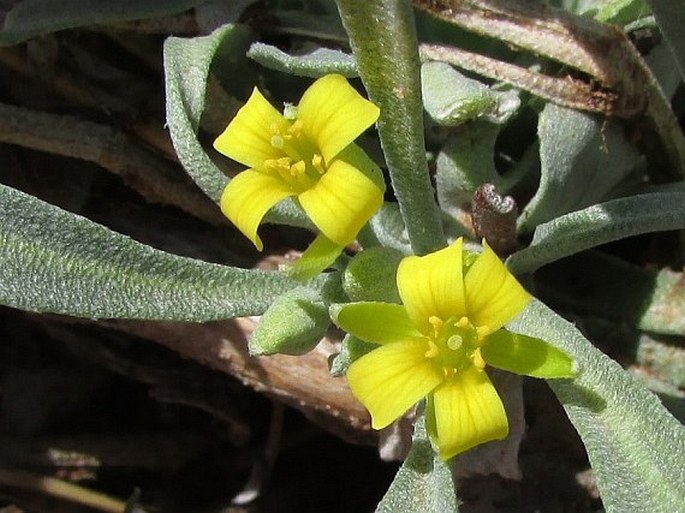 PHYSARIA NEWBERRYI A. Gray