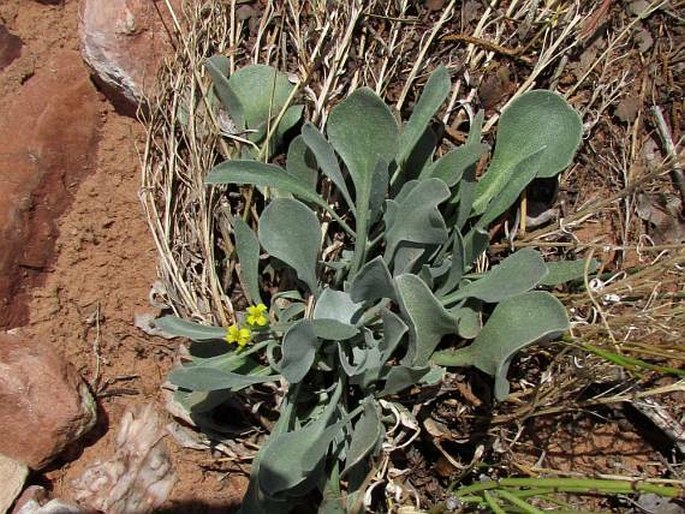 Physaria newberryi