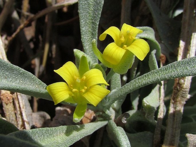 Physaria newberryi