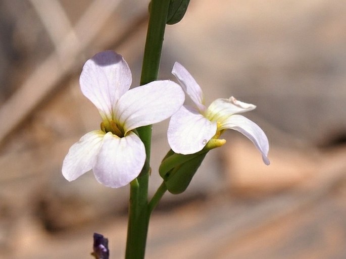 PHYSORHYNCHUS CHAMAERAPISTRUM (Boiss.) Boiss.