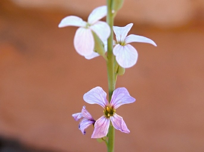 Physorhynchus chamaerapistrum