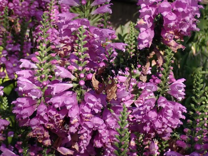 Physostegia virginiana