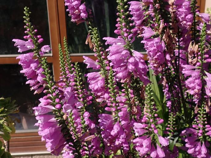 Physostegia virginiana