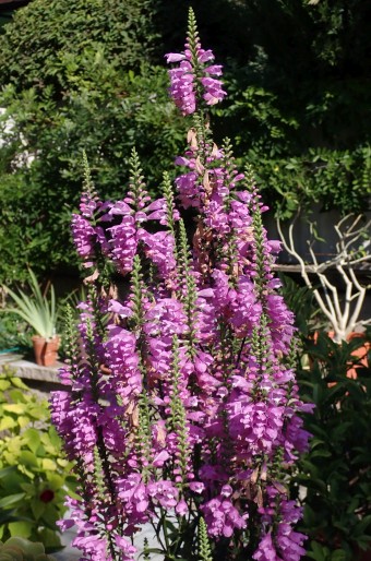 Physostegia virginiana