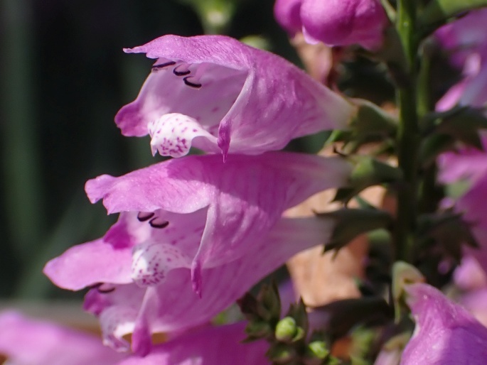 Physostegia virginiana