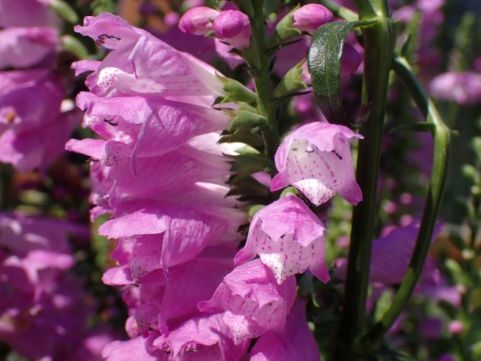 Physostegia virginiana