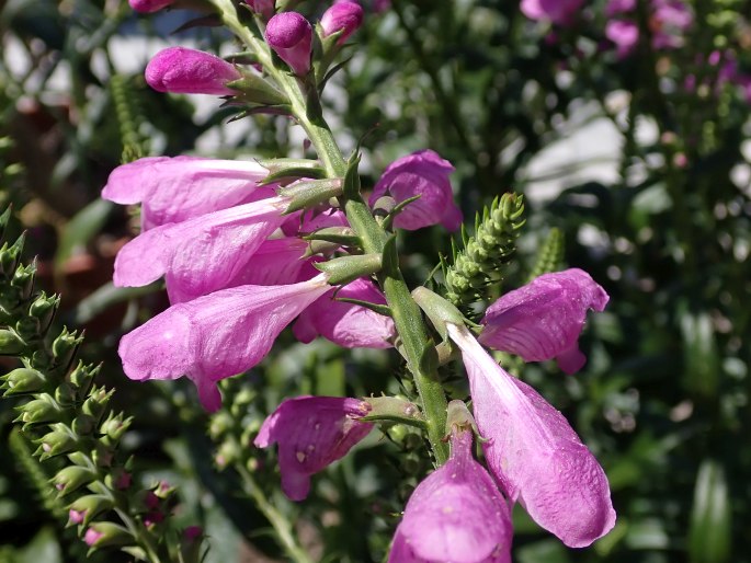 Physostegia virginiana