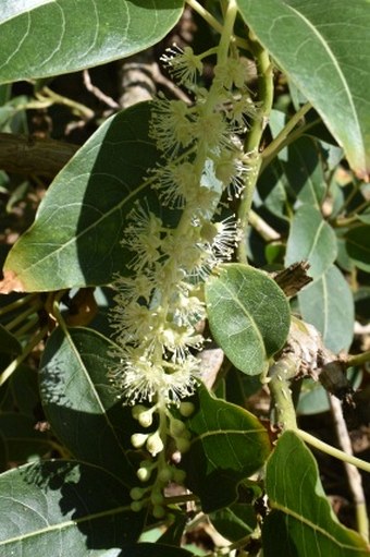 Phytolacca dioica