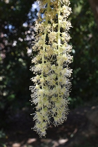 Phytolacca dioica