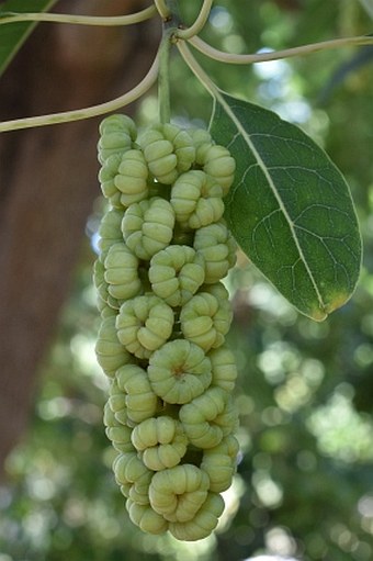 Phytolacca dioica